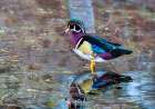 USA, Washington State, Sammamish. Yellow Lake Male Wood Duck. Art Print